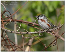 Chestnut-sided Warbler