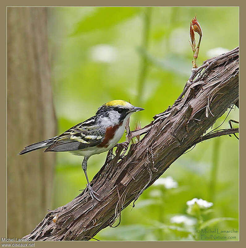 Paruline à flancs marron mâle adulte nuptial