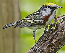 Chestnut-sided Warbler