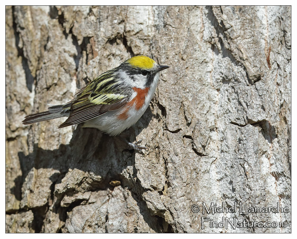 Chestnut-sided Warbler