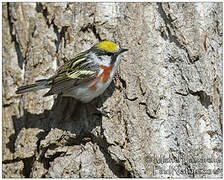 Chestnut-sided Warbler