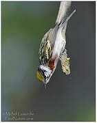 Chestnut-sided Warbler