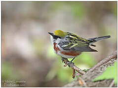 Chestnut-sided Warbler