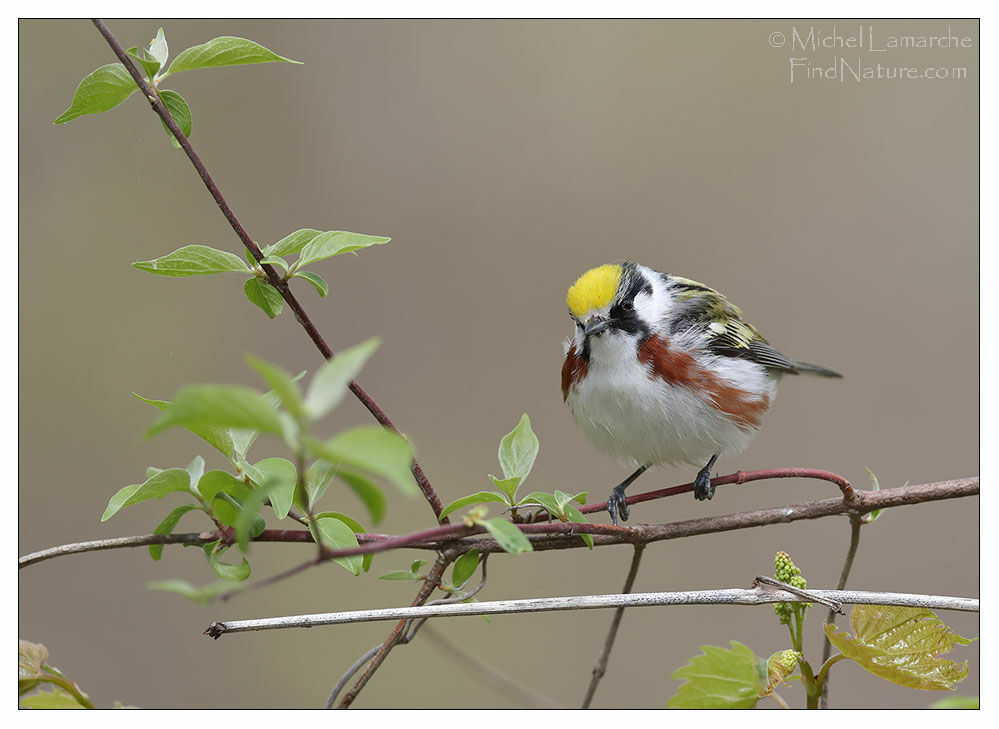 Chestnut-sided Warbler male adult breeding