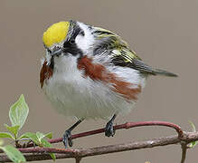 Chestnut-sided Warbler