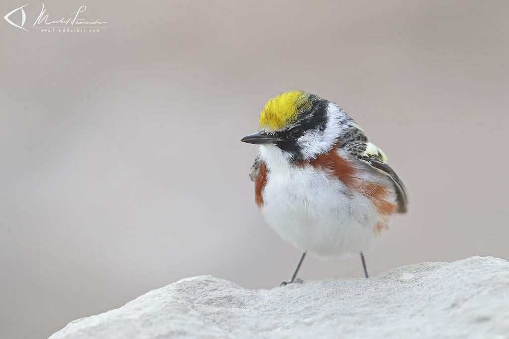 Chestnut-sided Warbler male adult breeding