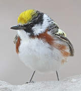 Chestnut-sided Warbler