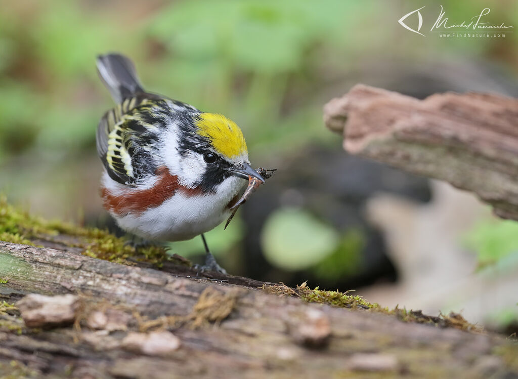 Chestnut-sided Warbler male adult breeding