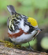 Chestnut-sided Warbler