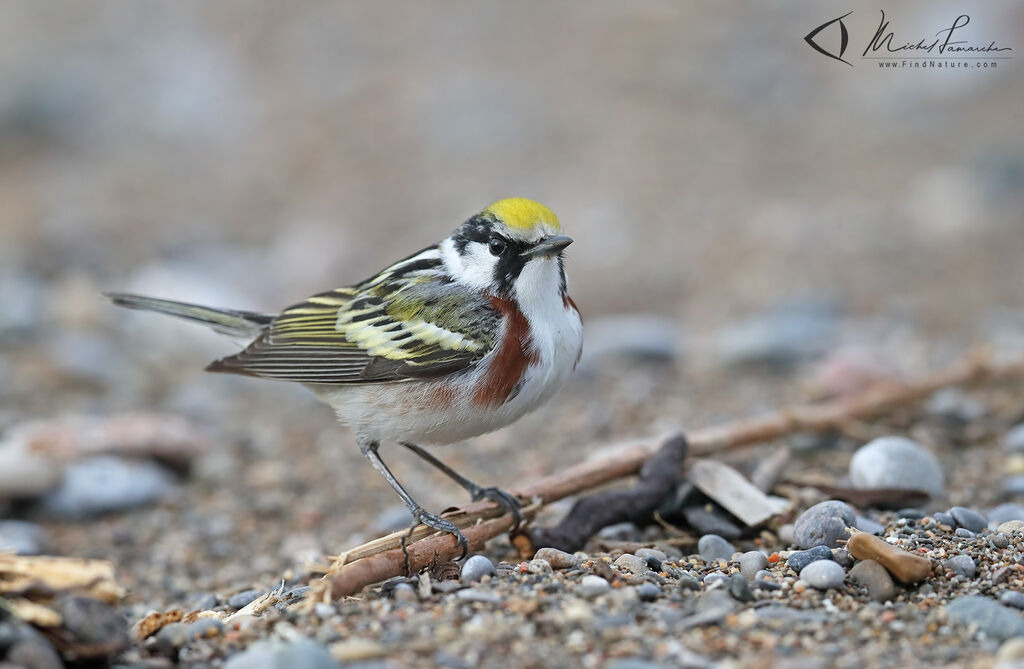 Chestnut-sided Warbler male adult breeding