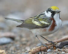 Chestnut-sided Warbler