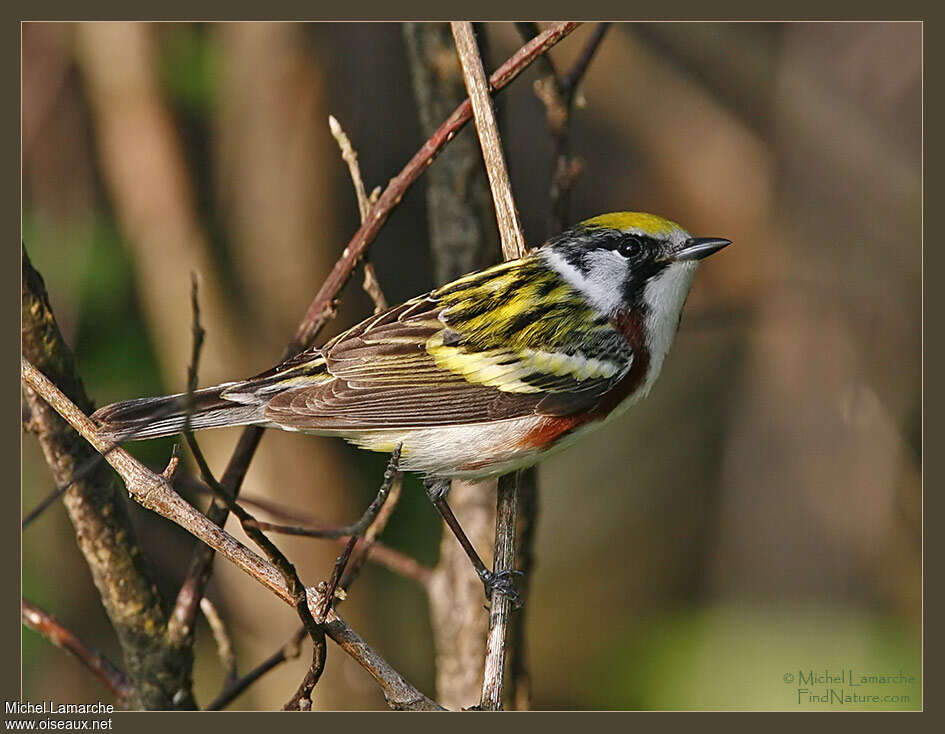 Paruline à flancs marron mâle adulte nuptial, identification