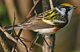 Chestnut-sided Warbler