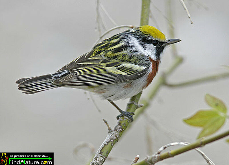 Chestnut-sided Warbler male adult