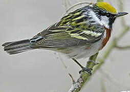 Chestnut-sided Warbler