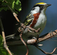 Chestnut-sided Warbler