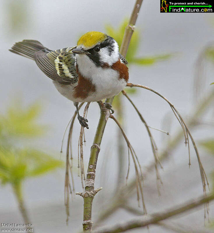 Chestnut-sided Warbler male adult