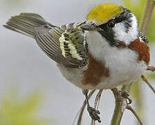 Chestnut-sided Warbler