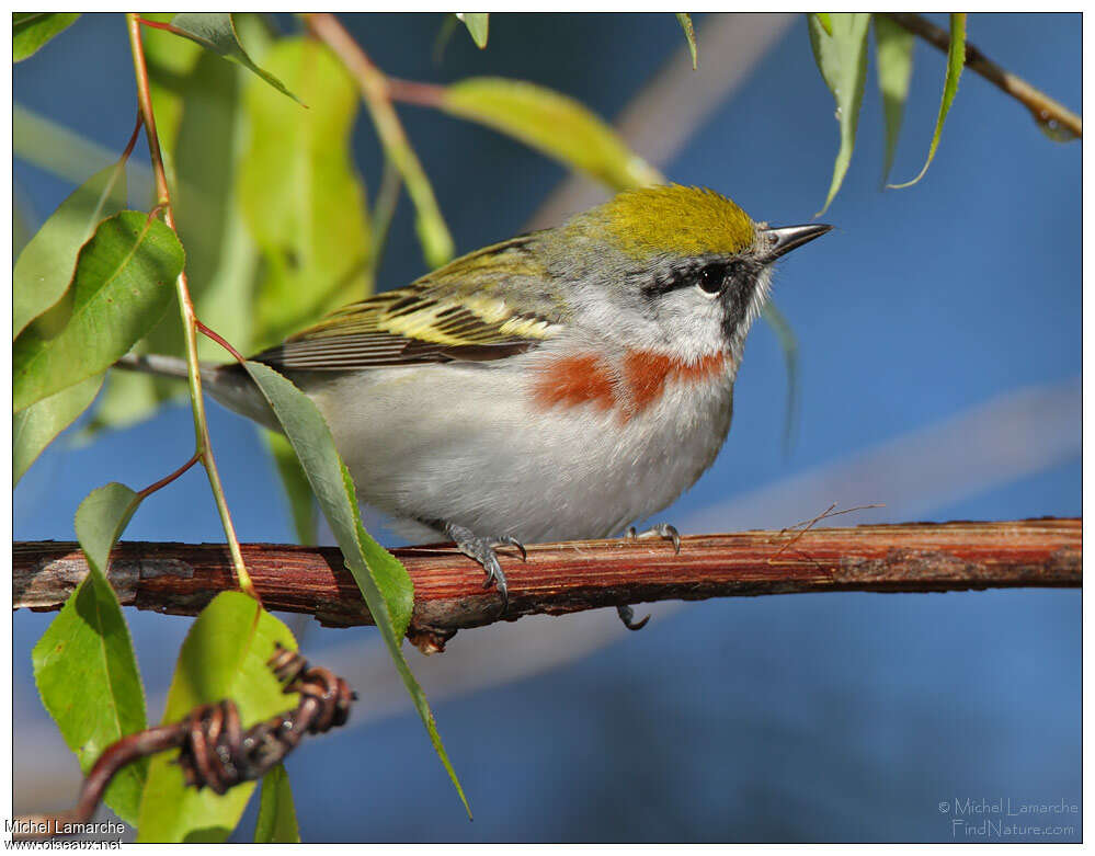 Chestnut-sided Warbler female adult, identification