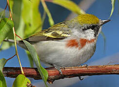 Chestnut-sided Warbler