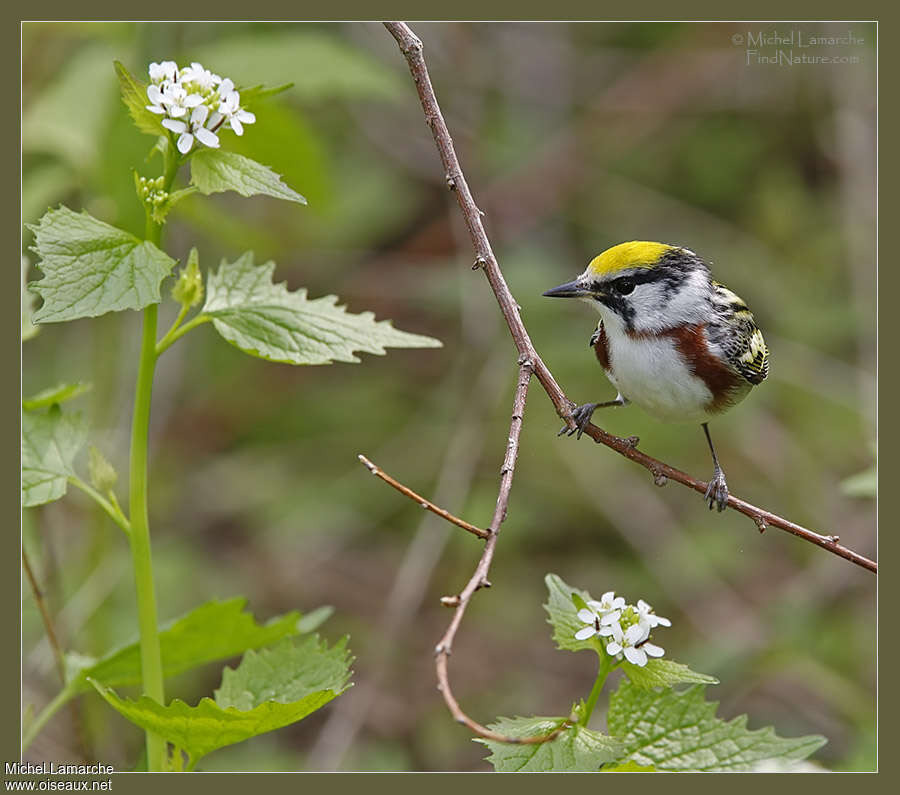 Paruline à flancs marron mâle adulte nuptial, portrait