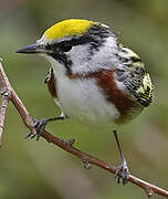 Chestnut-sided Warbler