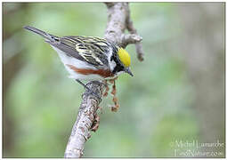 Chestnut-sided Warbler