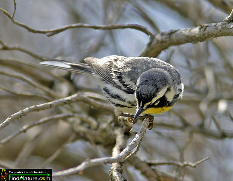 Yellow-throated Warbler