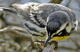 Yellow-throated Warbler