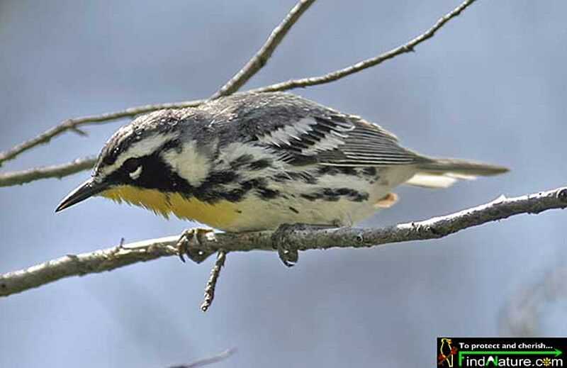 Yellow-throated Warbler