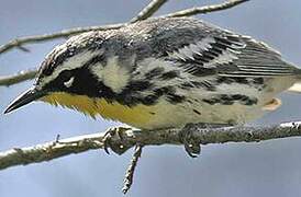 Yellow-throated Warbler