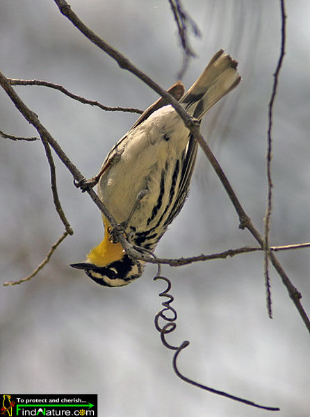 Yellow-throated Warbler