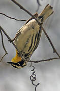 Yellow-throated Warbler