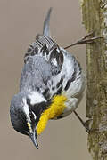 Yellow-throated Warbler