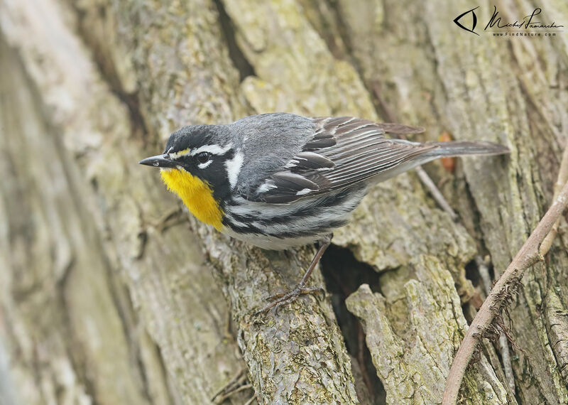 Yellow-throated Warbler male adult breeding