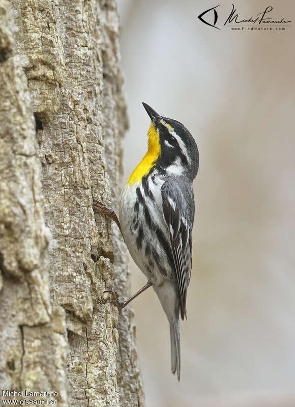 Yellow-throated Warbler male adult breeding, Behaviour
