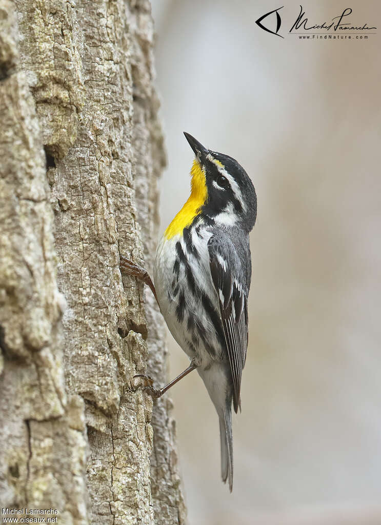 Yellow-throated Warbler male adult breeding, Behaviour