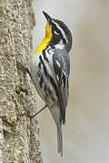 Yellow-throated Warbler