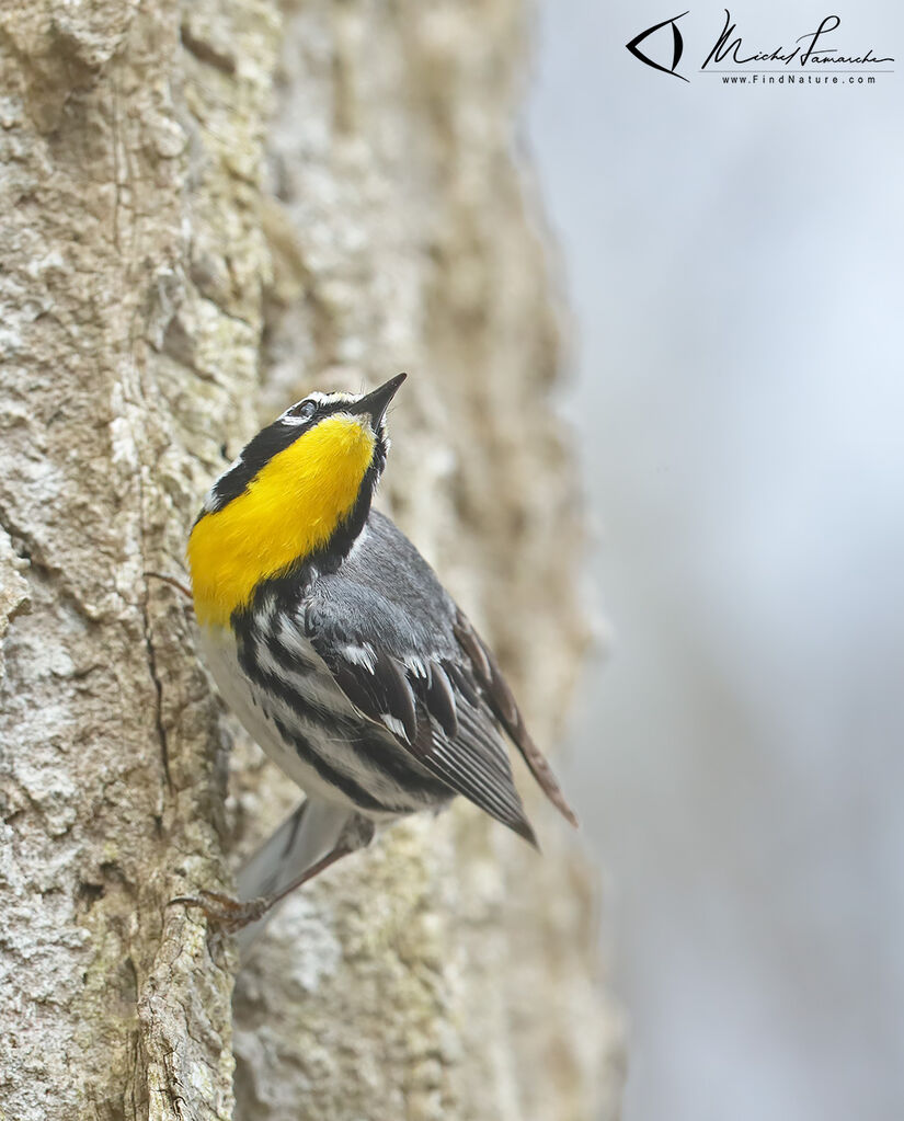 Yellow-throated Warbler male adult breeding