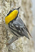 Yellow-throated Warbler