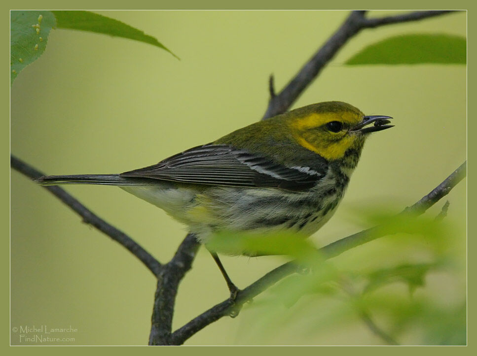 Black-throated Green Warbler female adult