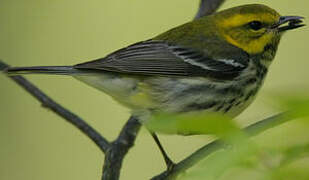 Black-throated Green Warbler