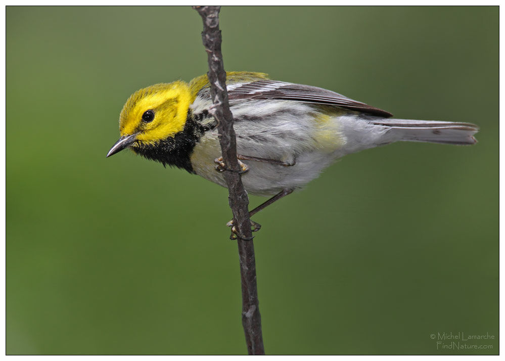 Black-throated Green Warbler male adult breeding