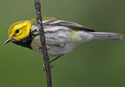 Black-throated Green Warbler