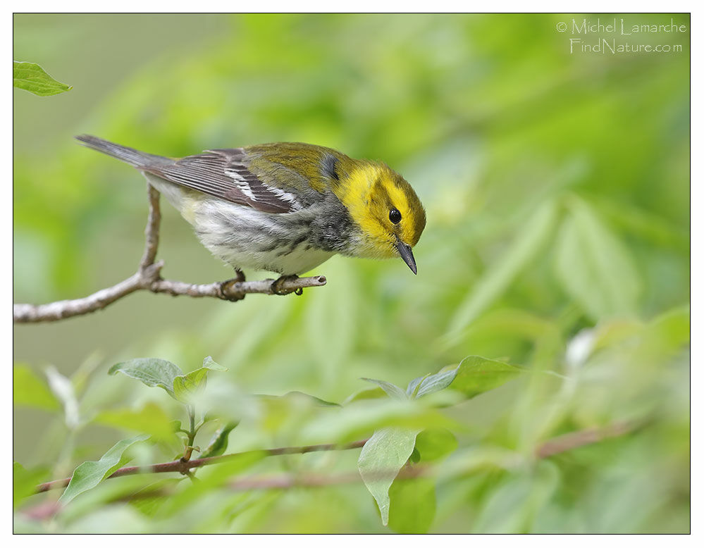 Black-throated Green Warbler