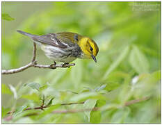 Black-throated Green Warbler