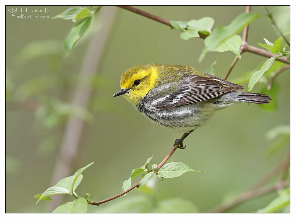 Black-throated Green Warbler