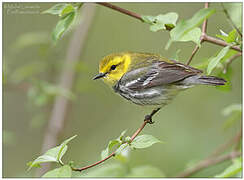 Black-throated Green Warbler