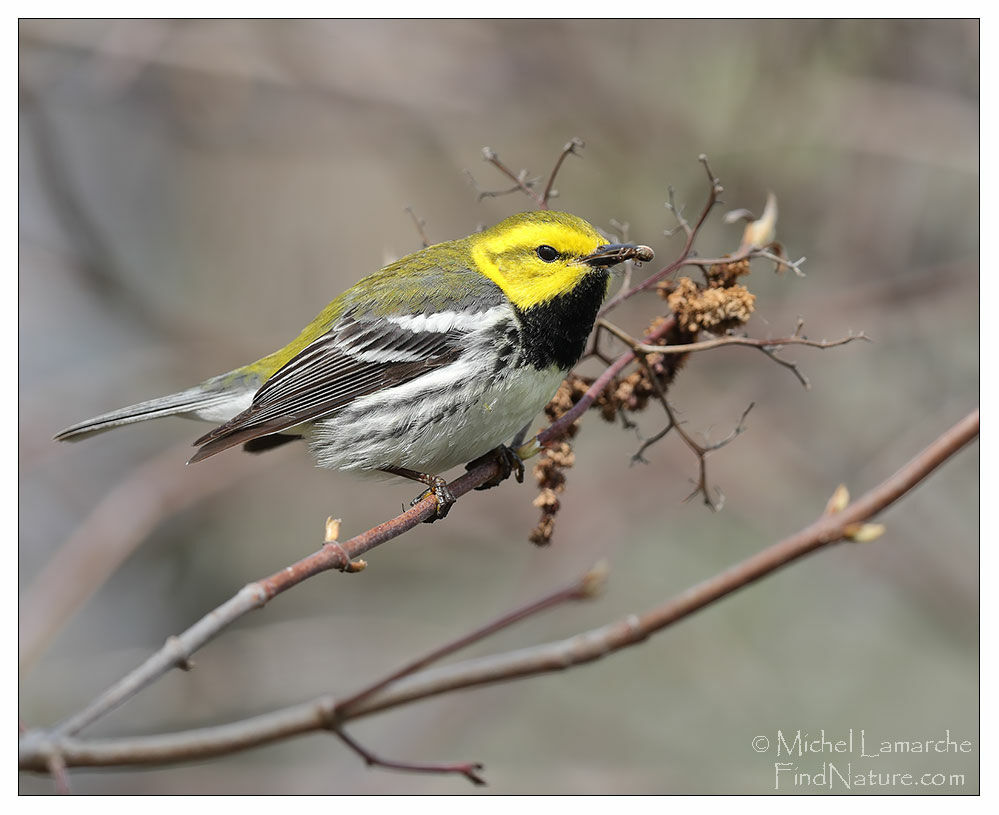 Black-throated Green Warbler