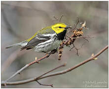 Black-throated Green Warbler